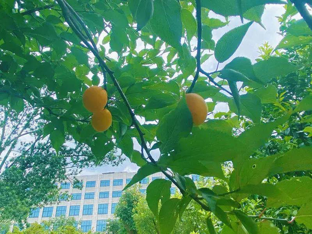 風景這邊獨好！東大環(huán)境美景一覽，請查收