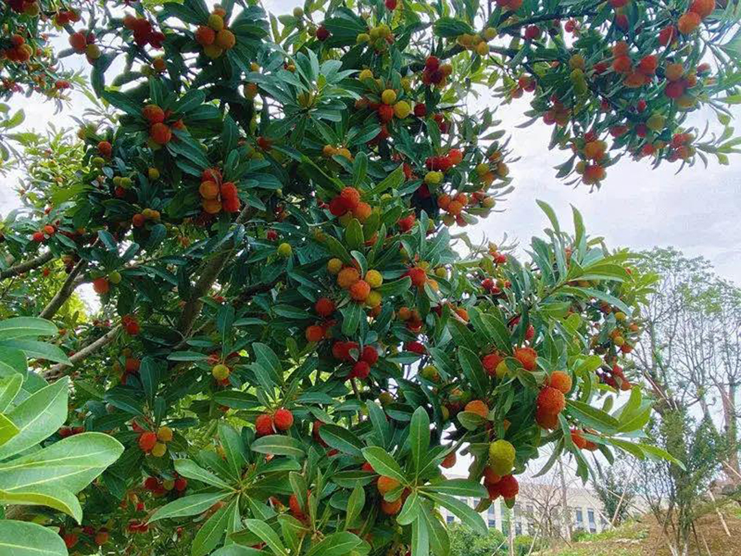 風景這邊獨好！東大環(huán)境美景一覽，請查收